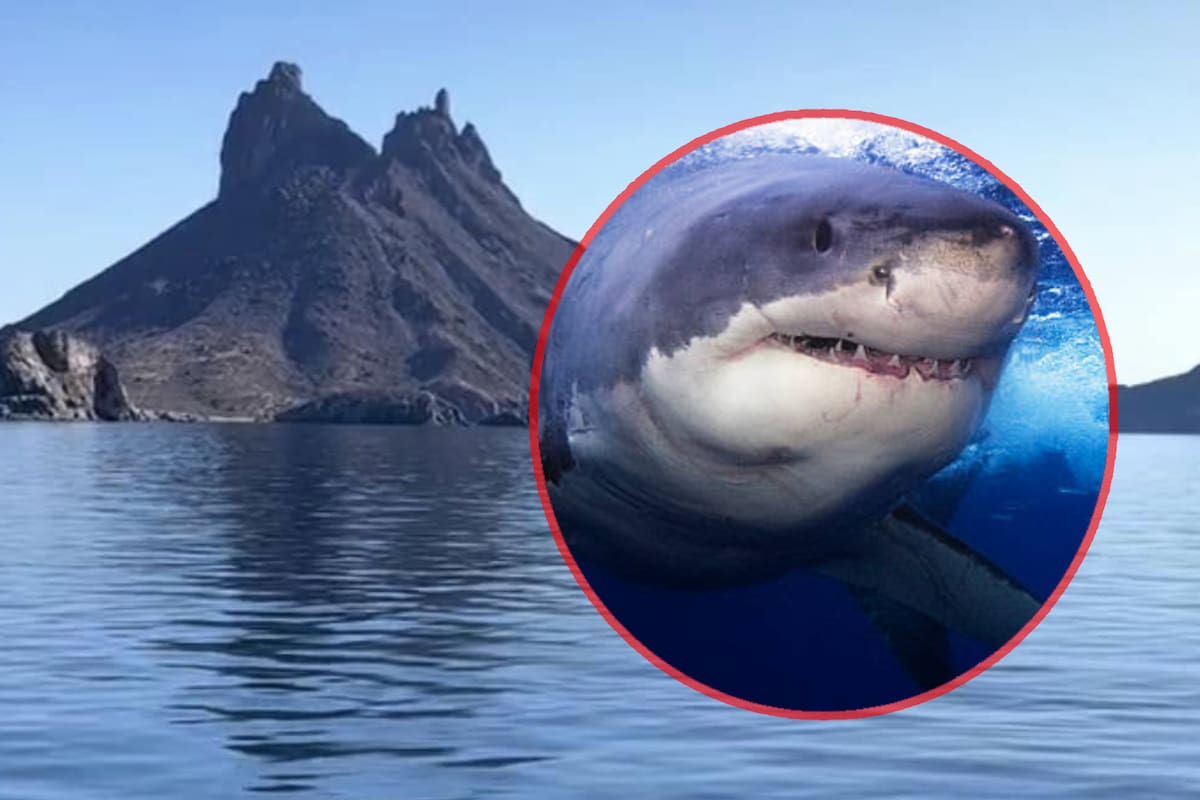 Alerta Capitanía de Puerto por la presencia de tiburones en costas de Sonora