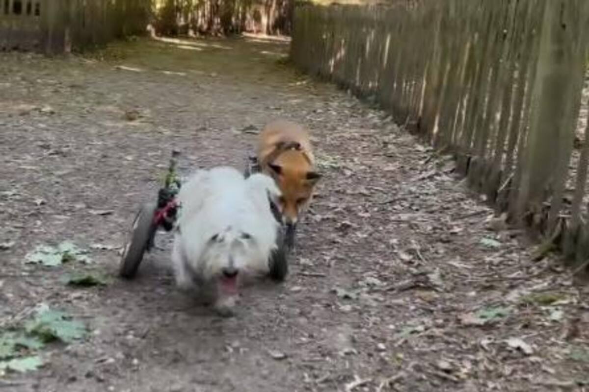VIRAL: Perrito con discapacidad mantiene amistad con una zorra que se convierte en su guía