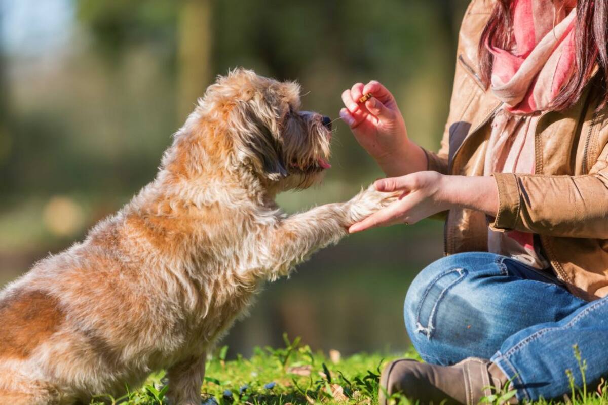 La ciencia dice que los perros detectan “la maldad de la gente”