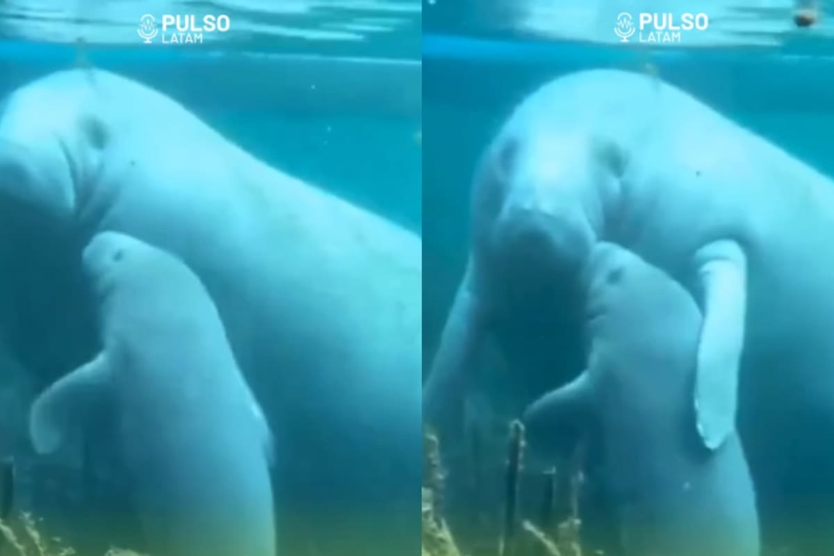 “Hasta acá escuché el besote que le dio a su mamá”: VIDEO: Tierno momento entre un manatí y su cría causa revuelo en redes sociales