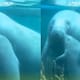 “Hasta acá escuché el besote que le dio a su mamá”: VIDEO: Tierno momento entre un manatí y su cría causa revuelo en redes sociales