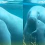 “Hasta acá escuché el besote que le dio a su mamá”: VIDEO: Tierno momento entre un manatí y su cría causa revuelo en redes sociales