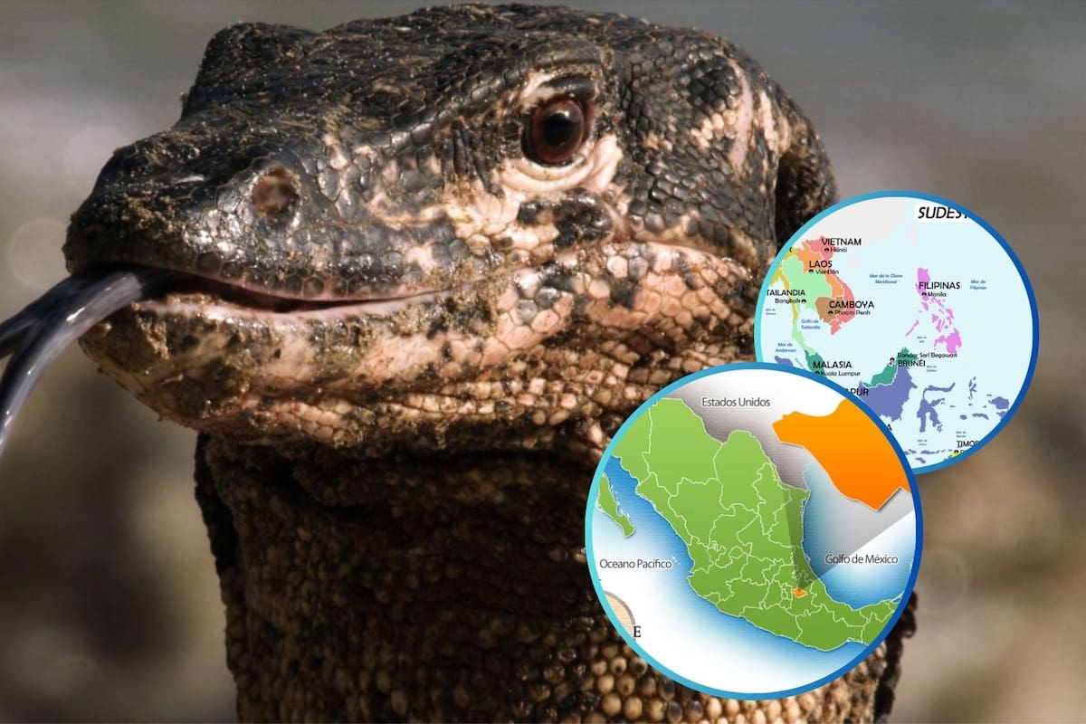 ¿Cómo llegó ahí? Lagarto exótico de habitat asiática es encontrado en Tlaxcala