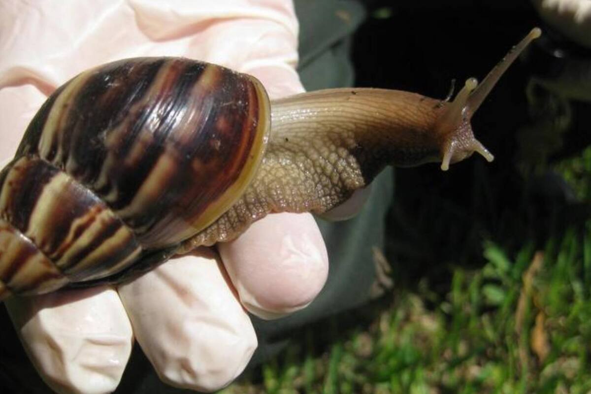 Imponen cuarentena en condado de EU por presencia de caracol que puede causar meningitis
