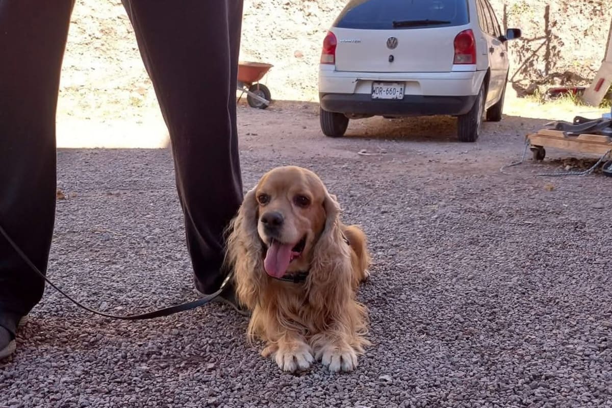 Recuperan canino K-9 del Cuerpo de Bomberos de Nogales tras reporte ciudadano