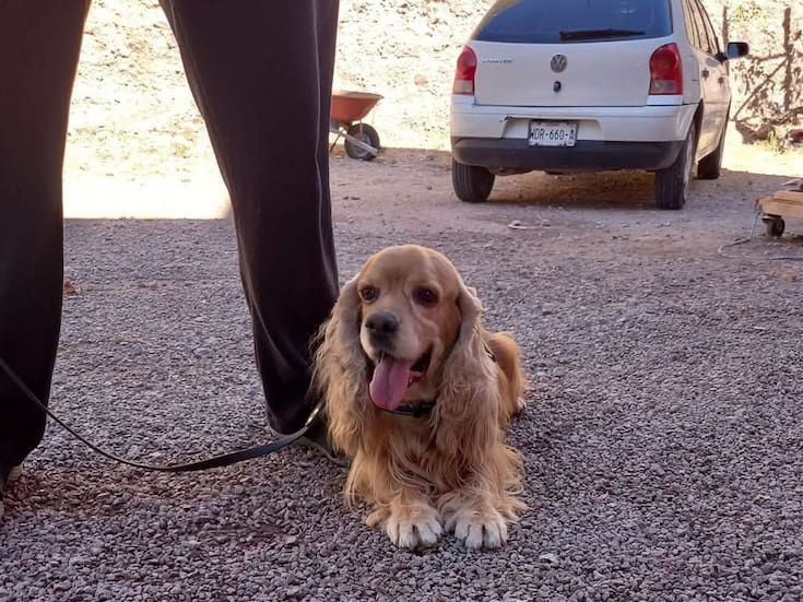 Recuperan canino K-9 del Cuerpo de Bomberos de Nogales tras reporte ciudadano