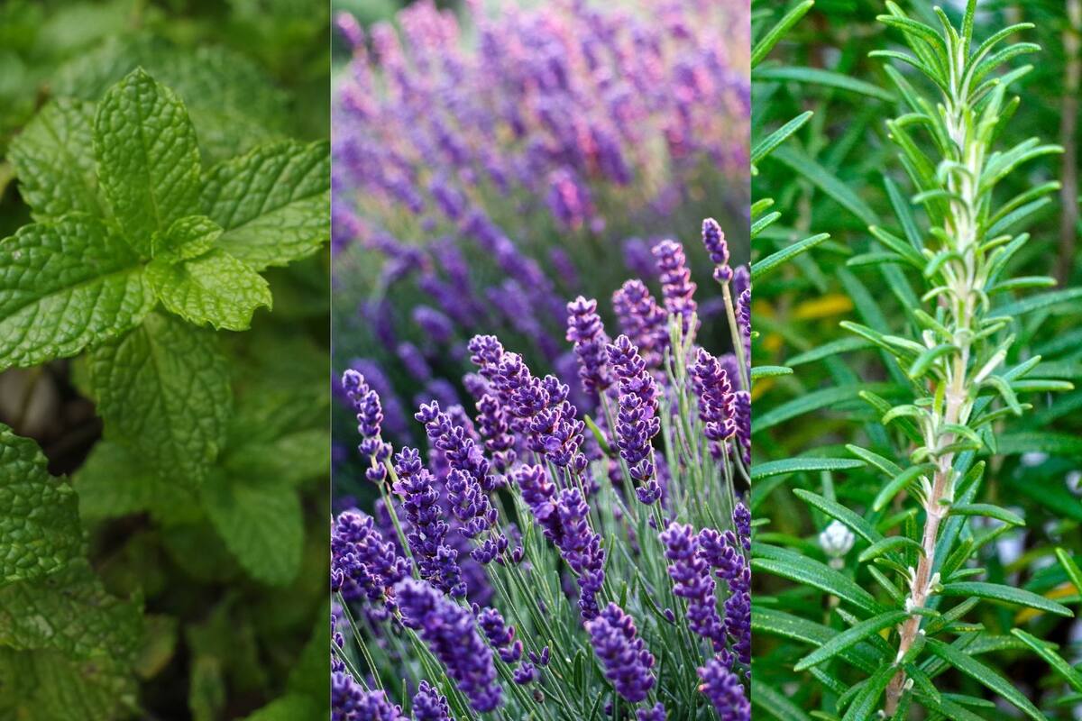 Plantas que ayudan a ahuyentar los mosquitos en temporada de calor