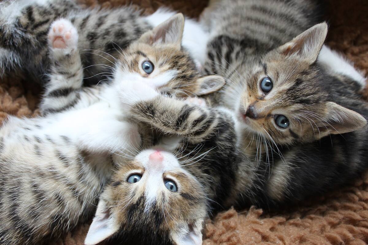 Autoridades de EU rescataron al menos 70 gatos en casa de un hombre que se disparo accidentalmente