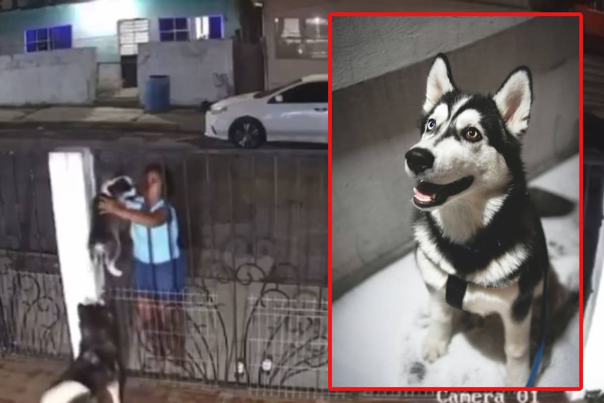 En Tampico, mujer roba perrito de una casa, lo vende en redes y comprador lo devuelve a sus dueños
