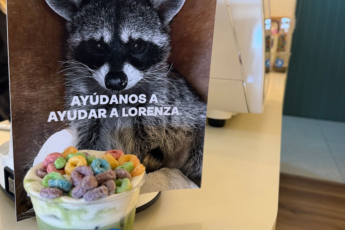 Buscan costear el tratamiento de Lorenza, mapache de Rakún Café