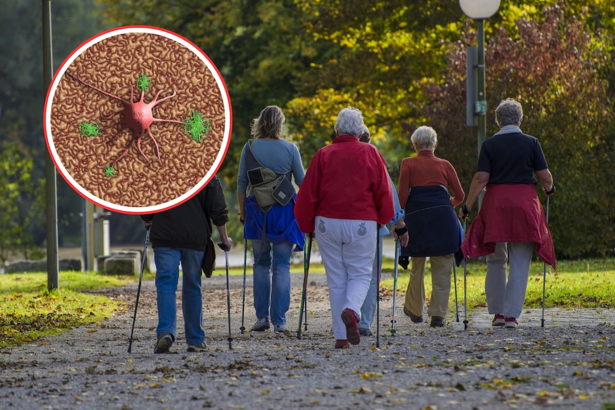 Cada paso cuenta: Cómo caminar fortalece el cerebro y retrasa el Alzheimer