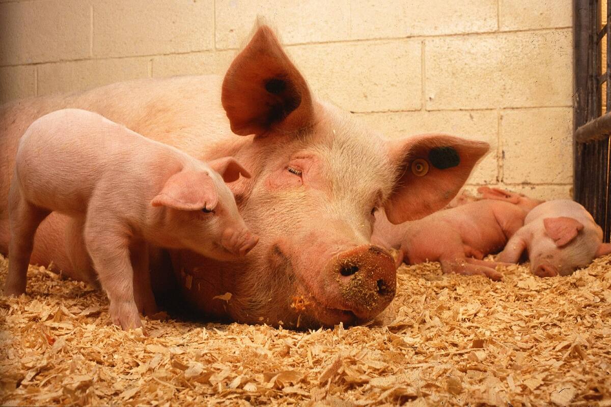 Qué es Protón, la revolucionaria proteína artificial con la que se busca alimentar a animales en todo el mundo