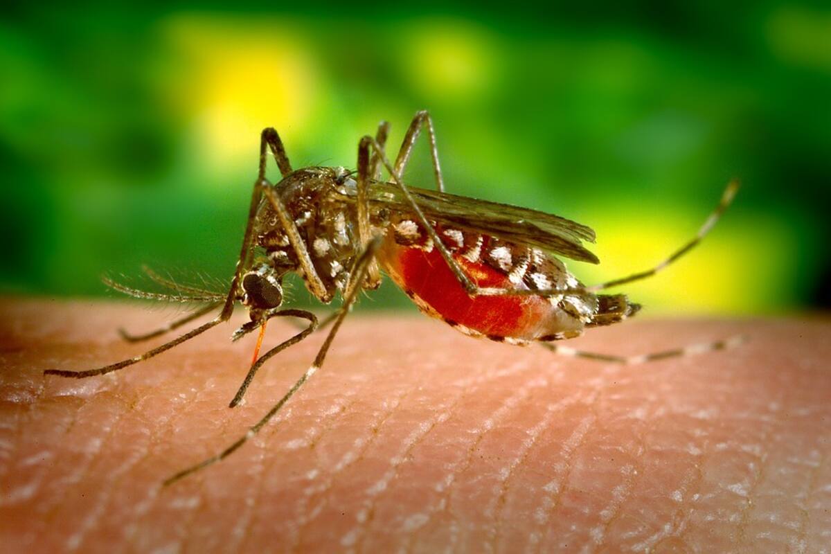 República Dominicana registró más de 12 mil casos de dengue este año