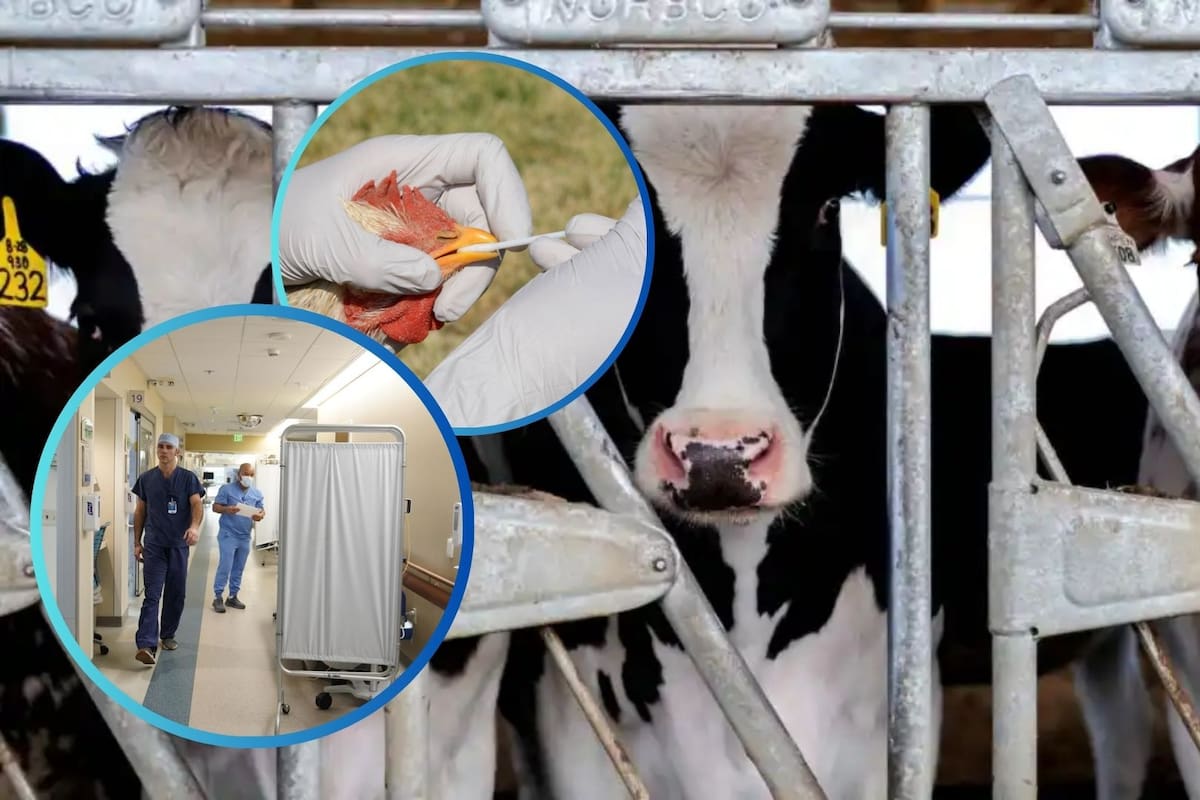 Tercer caso de gripe aviar confirmado en Estados Unidos