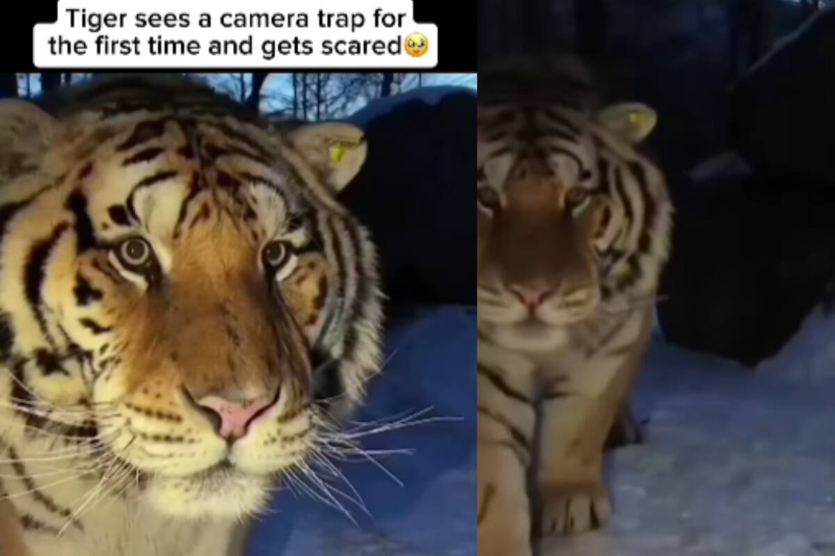 “Se sorprendió por el sonido del flash”: Tigre se vuelve viral al mirar directamente a la cámara que lo filmaba