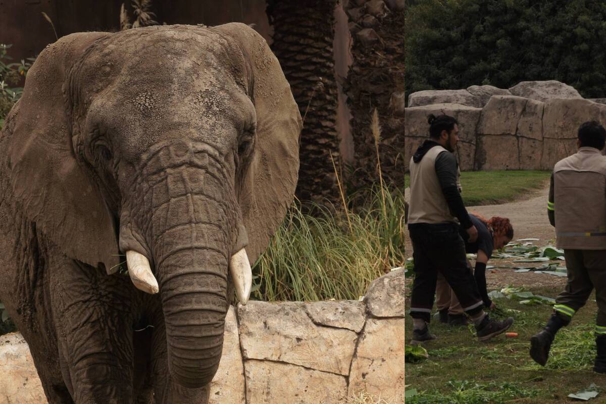 Esta es la historia “Ely”, la elefanta que fue rescatada de un circo y que permanecerá en su centro de conservación en CDMX, por no sufrir maltrato animal