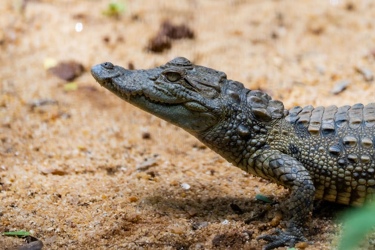 El cocodrilo siamés, una especie que se creía casi extinta en libertad, encuentra un nuevo refugio en Camboya donde 315 hectáreas protegerán sus zonas de reproducción y diversidad genética