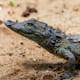 Cocodrilo siamés encuentra refugio en Camboya