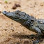 El cocodrilo siamés, una especie que se creía casi extinta en libertad, encuentra un nuevo refugio en Camboya donde 315 hectáreas protegerán sus zonas de reproducción y diversidad genética