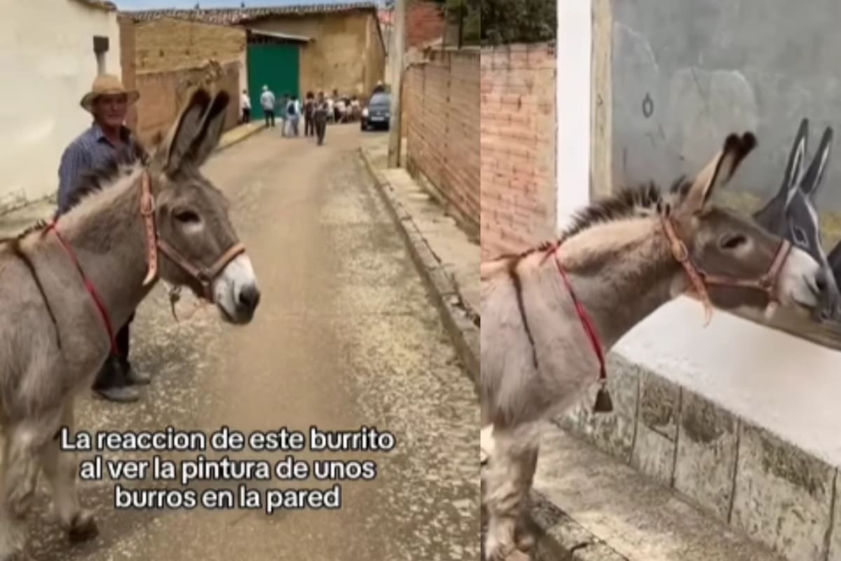 Burro se vuelve viral por su conmovedora reacción al ver unos burros pintados en la pared