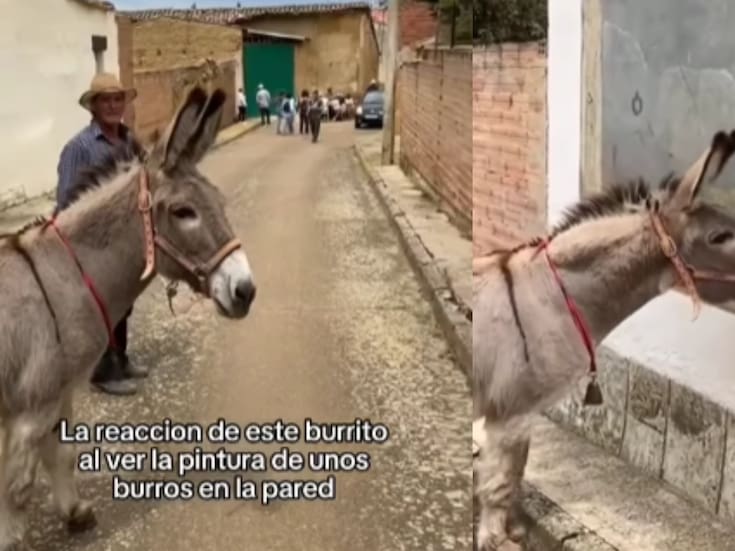Burro se vuelve viral por su conmovedora reacción al ver unos burros pintados en la pared