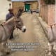 Burro se vuelve viral por su conmovedora reacción al ver unos burros pintados en la pared