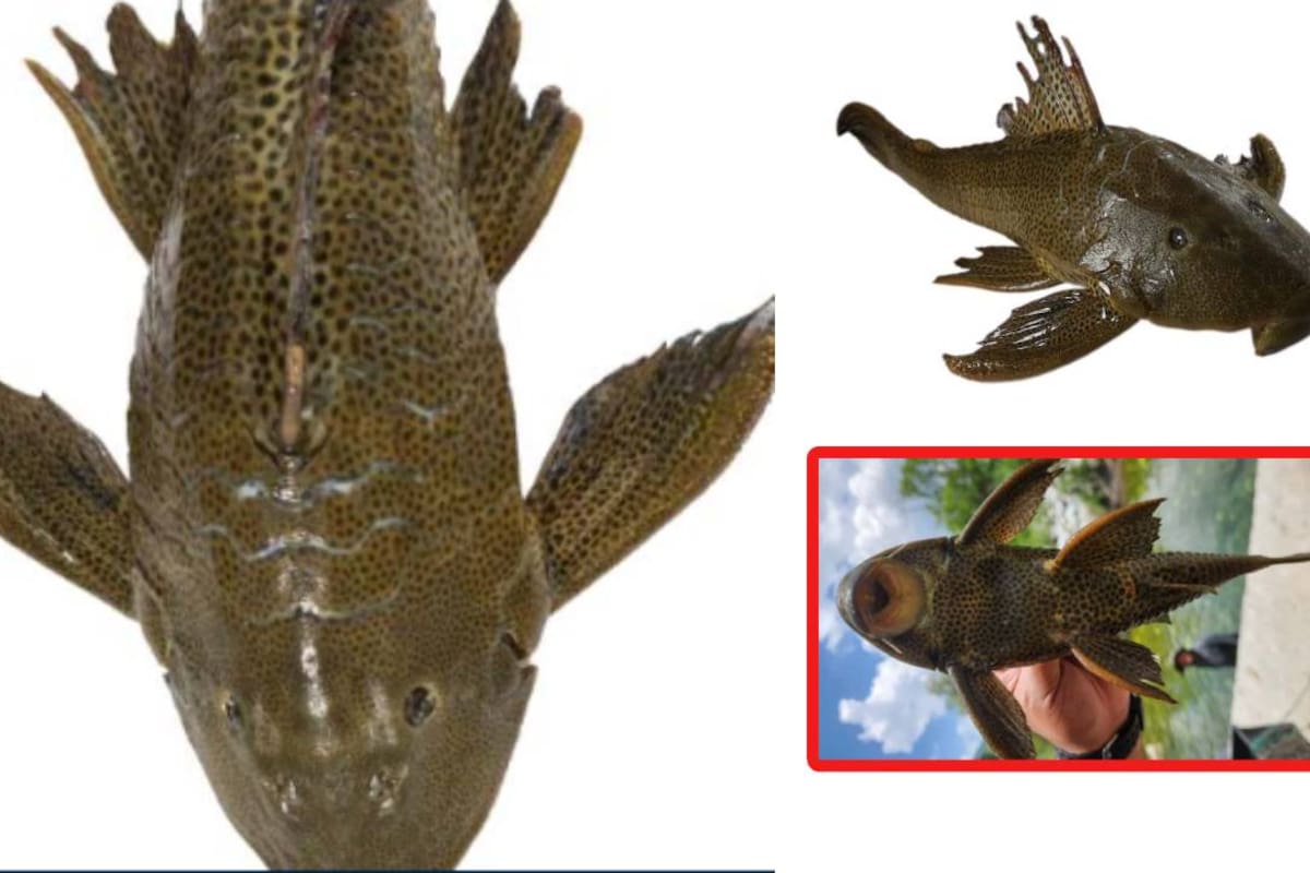 Alerta en Puebla tras aparecer pez diablo en río de Jolalpan, ya que es considerado como una plaga para la especie nativa