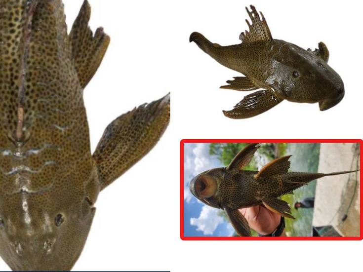 Alerta en Puebla tras aparecer pez diablo en río de Jolalpan, ya que es considerado como una plaga para la especie nativa