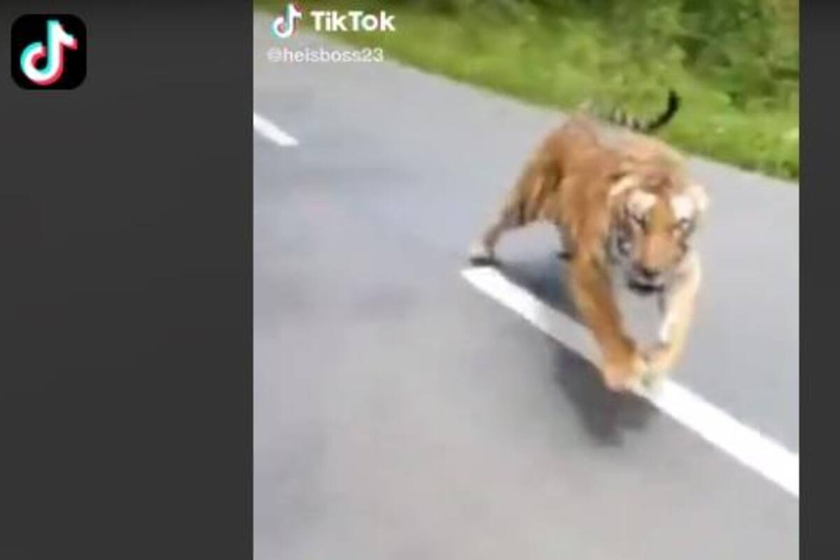 TIKTOK: Joven comparte video de un tigre que los seguía mientras que ellos paseaban en motocicleta
