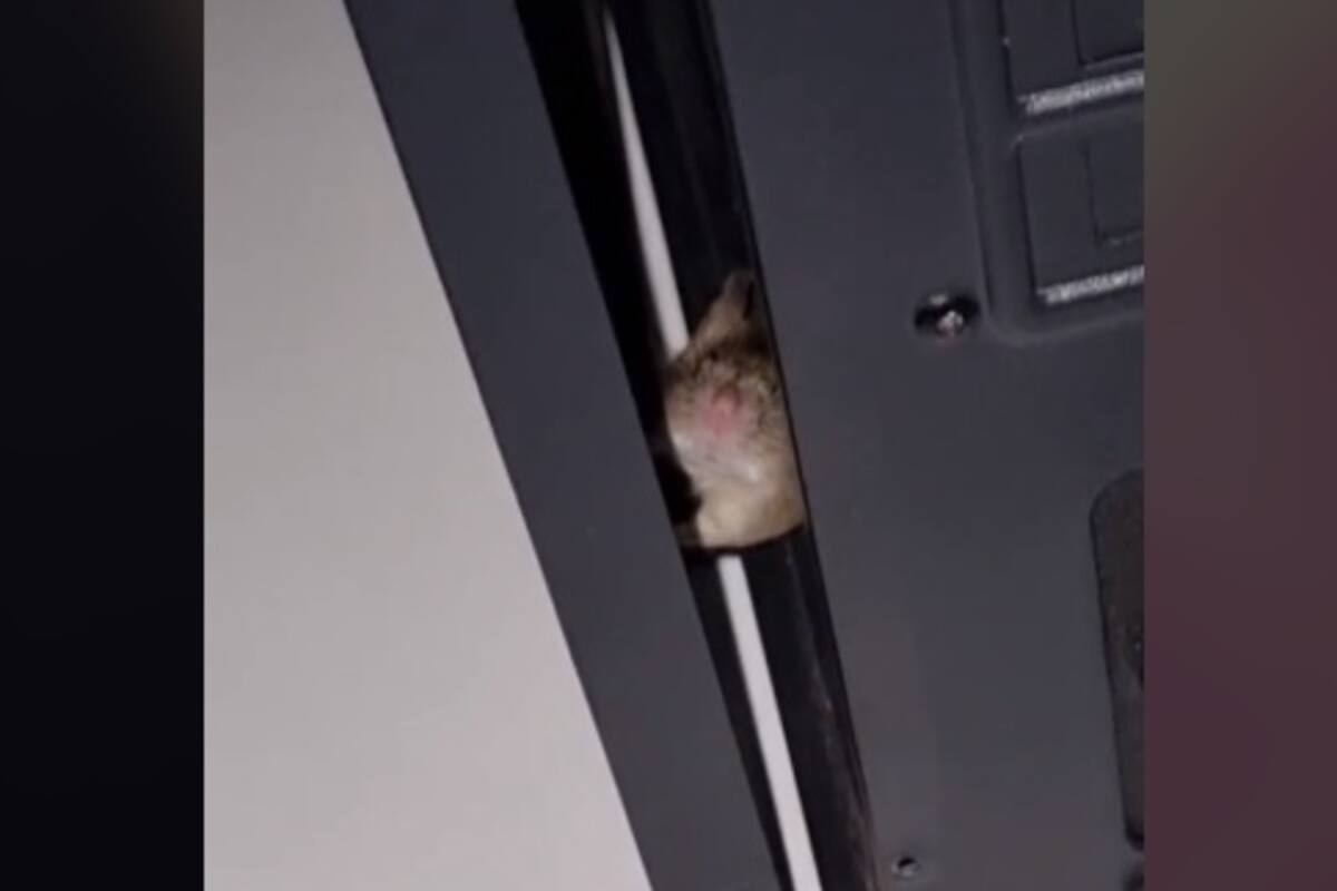 Viral: Joven encuentra un ratón adentro de su computadora