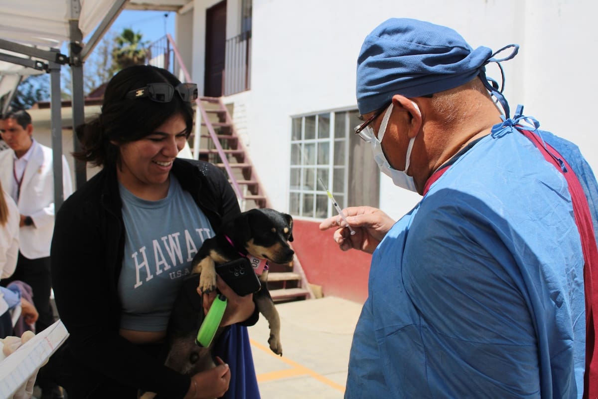 Rickettsia en Sonora alcanza letalidad del 41% con 66 casos confirmados y 27 defunciones; Hermosillo, Guaymas y Navojoa concentran más de la mitad de los contagios