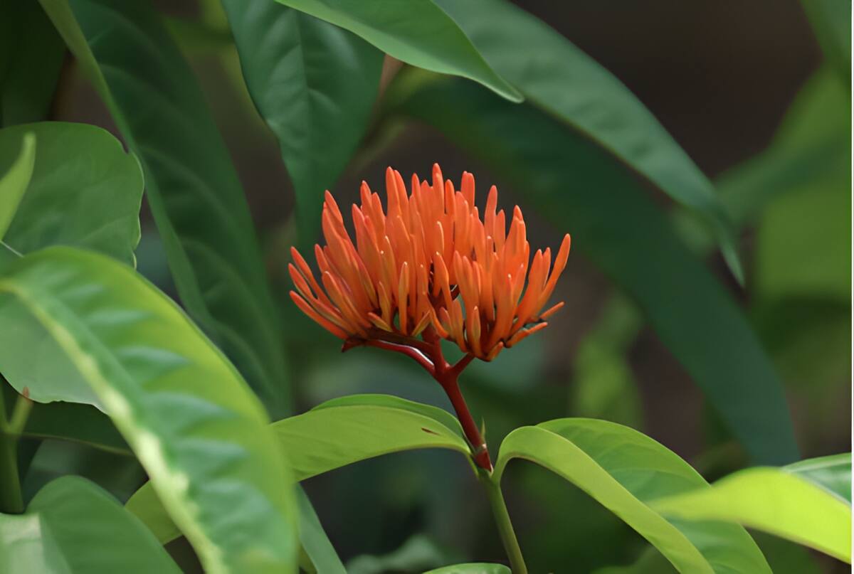 Planta mexicana podría combatir el cáncer | Foto: iStock