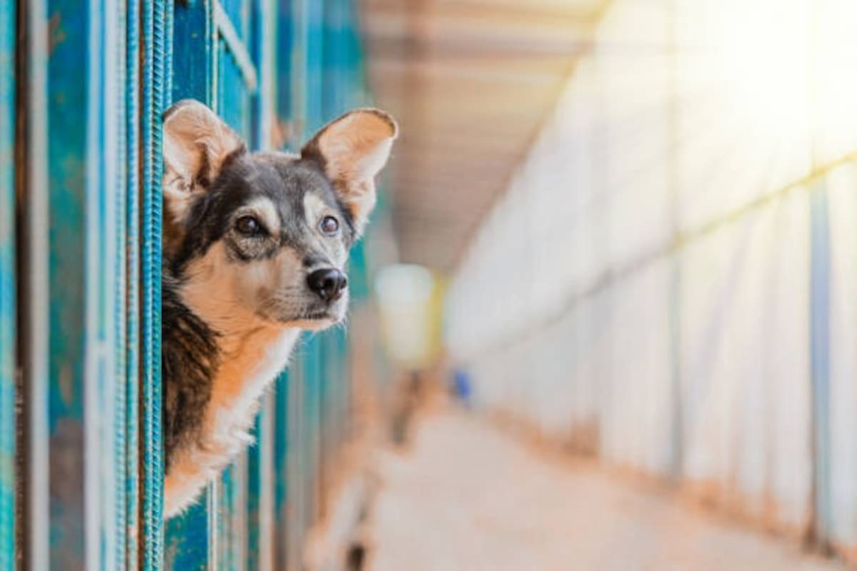 Buscan predio para santuario de animales