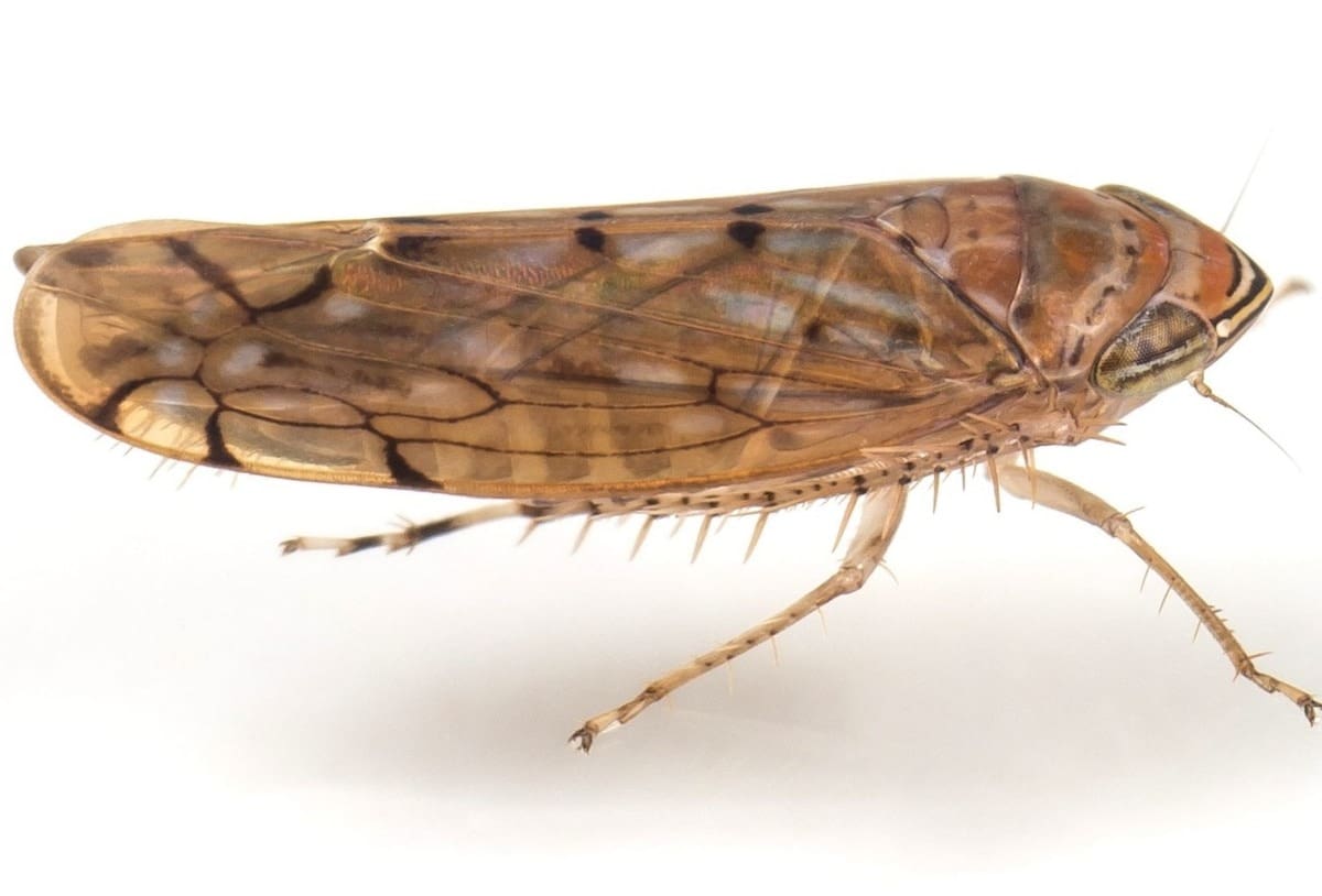 Imagen ilustrativa del insecto Osbornellus Salsus. | Crédito: Hoppers of North Carolina
