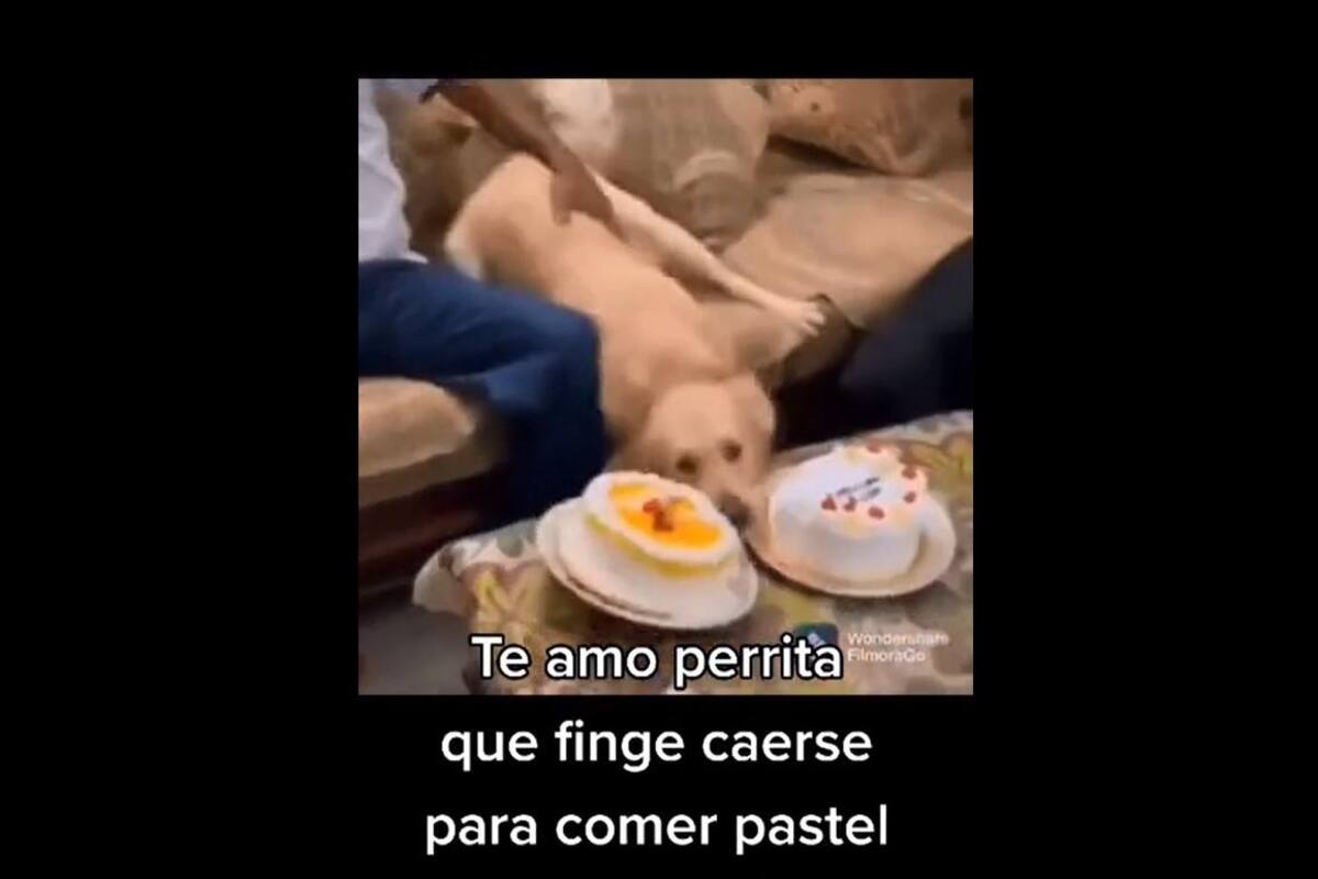 VIDEO VIRAL: Perrita finge caerse para comer pastel