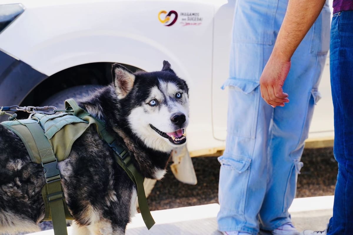 Invitan a jornada para esterilizar a perros y gatos en SLRC