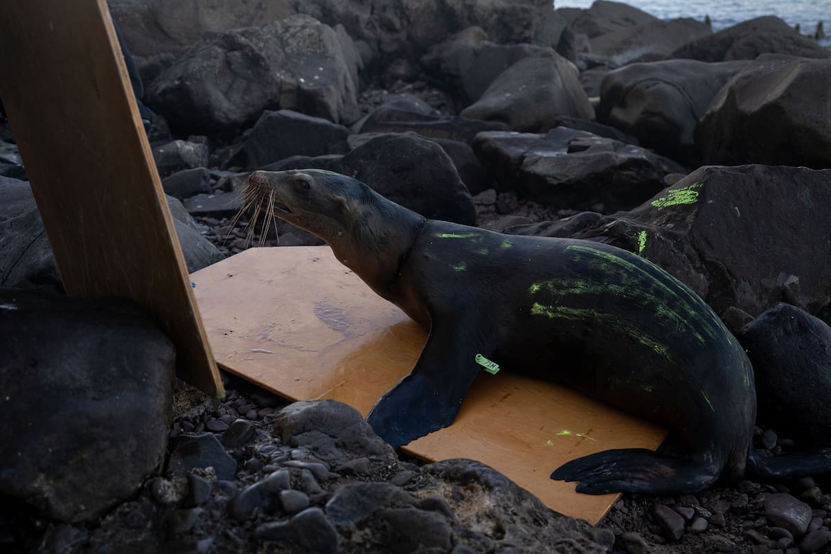 Científicos estudiarán lobos marinos del Alto Golfo de California