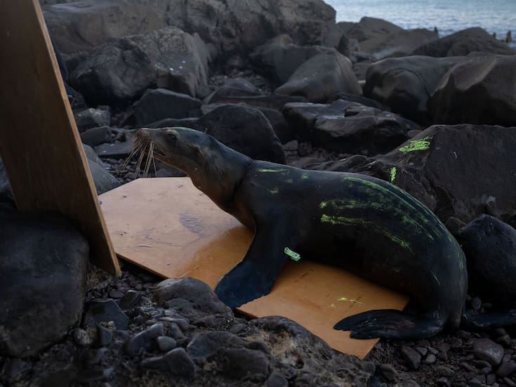 Científicos estudiarán lobos marinos del Alto Golfo de California