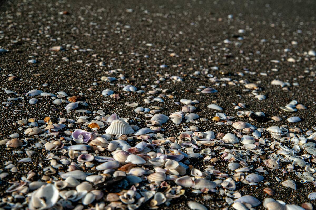 Los restos de un hombre desaparecido desde 1999 fueron encontrados en una playa de California por una familia que buscaba conchas marinas