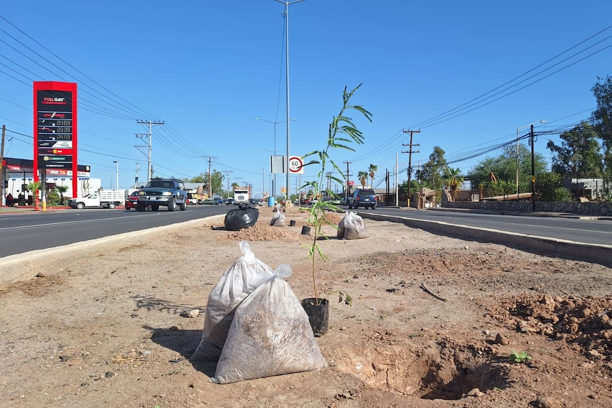 Plantan un kilómetro de árboles sobre carretera San Felipe