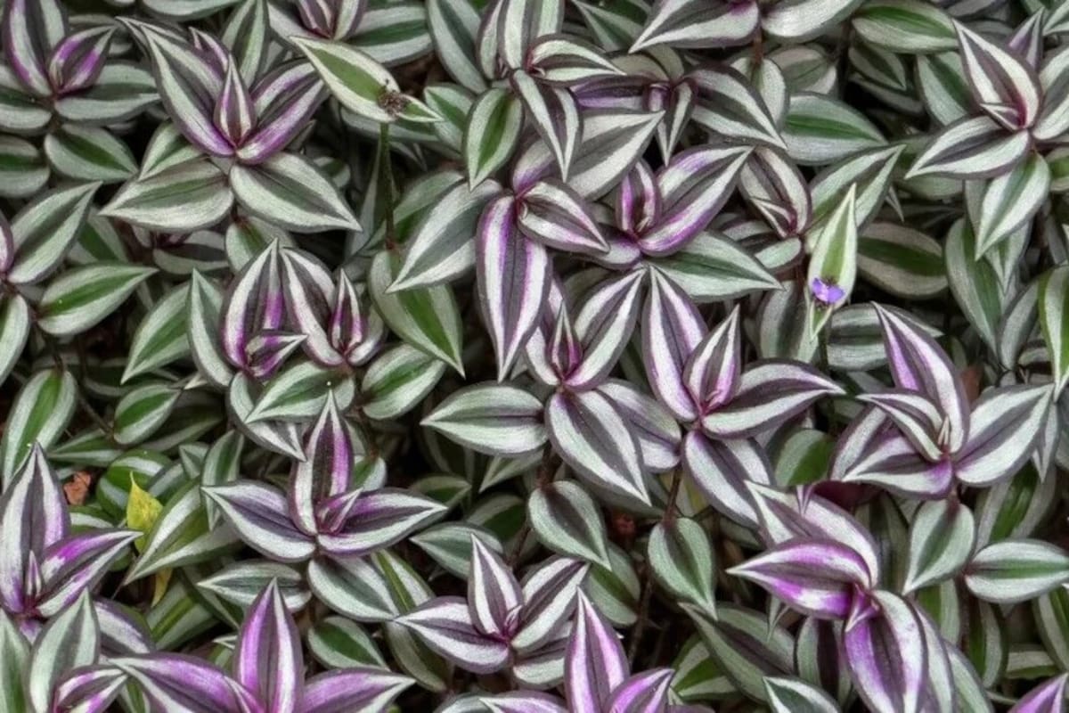 Plantas moradas para decorar tu hogar