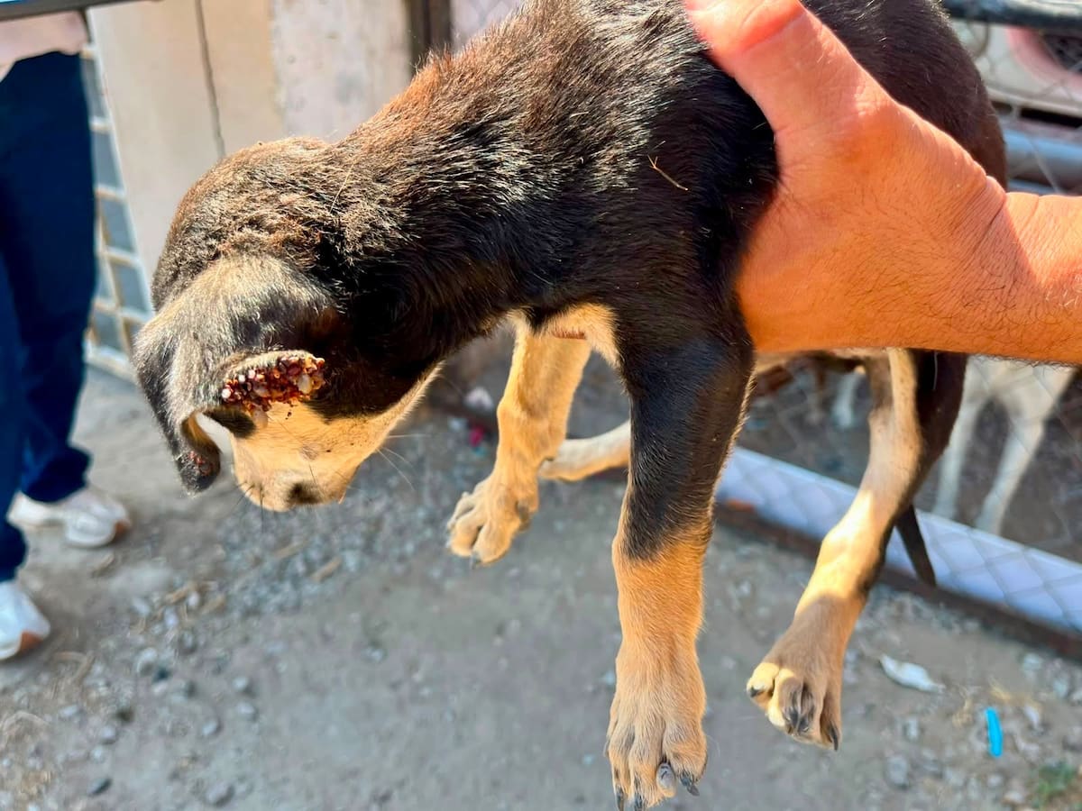 Los animales presentaban desnutrición, ectoparásitos y erliquiosis. Dos fueron enviados a Control Animal y los otros quedaron bajo resguardo en un refugio. Foto: Cortesía.