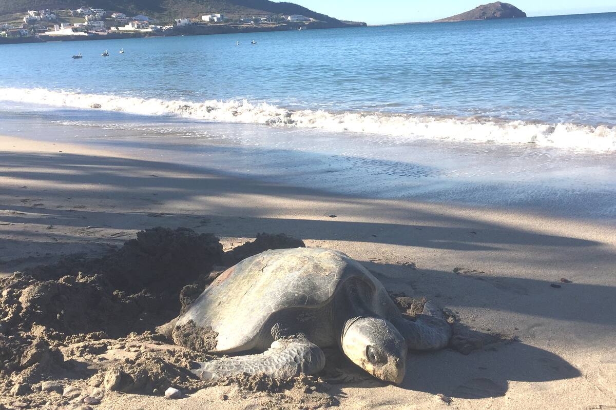 Prevén temporada baja en desoves de tortugas golfinas