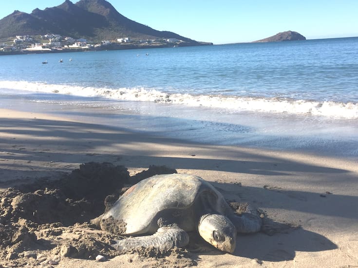 Tortugas pierden espacio para anidar en Bahía de Kino por construcciones, mal tiempo y vehículos