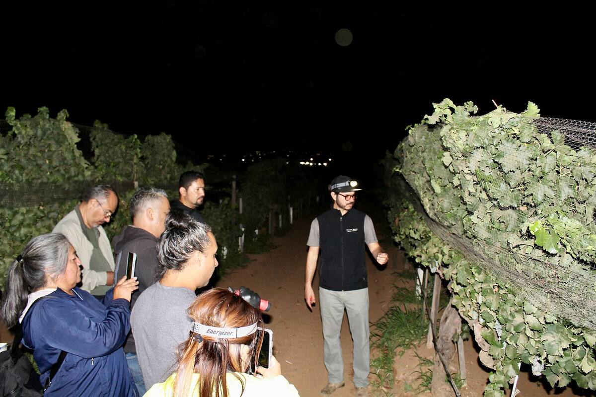 Estudiantes del Cevit participan en cosecha nocturna de uva