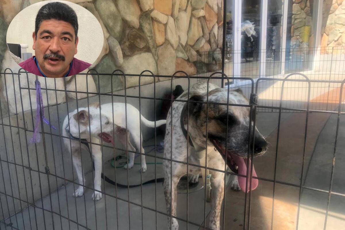 Emiten recomendaciones para cuidar a los perros durante festejos de Año Nuevo