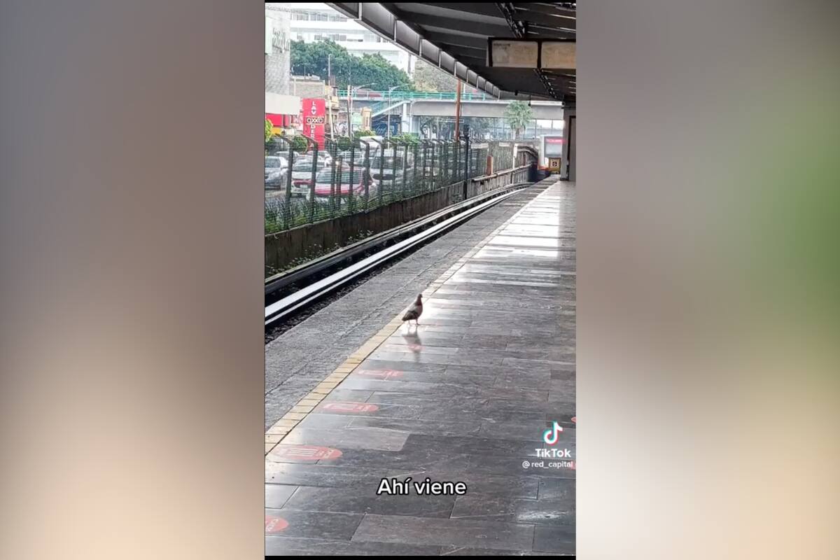 Paloma viaja en Metro de la CDMX, comparten en TikTok