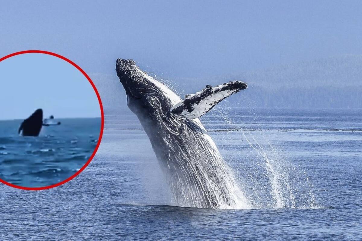 Semar protege a ballena jorobada y su cría ante riesgo por embarcaciones turísticas en temporada vacacional