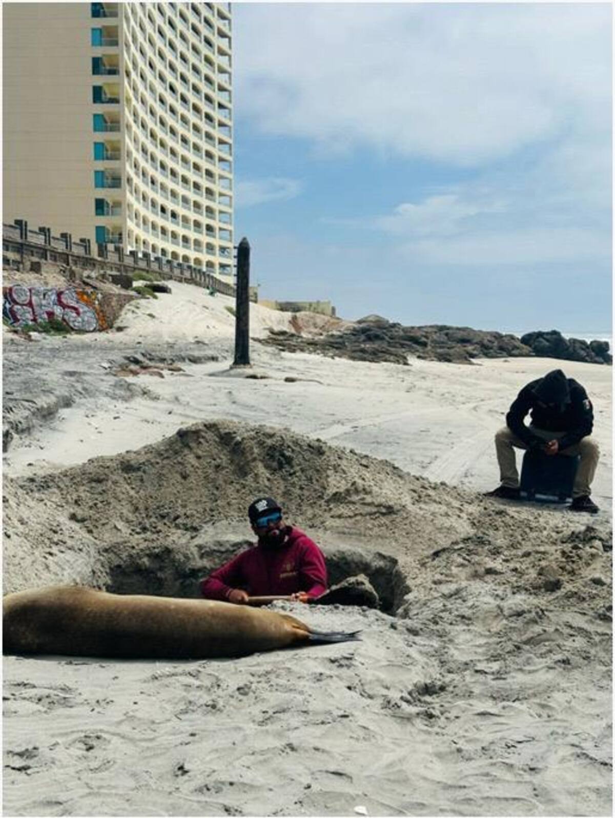 En los últimos días aparecieron cinco ejemplares de lobo marino. Foto: Cortesía
