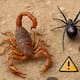 Aumentan atenciones por picaduras de insectos ponzoñosos en Hermosillo